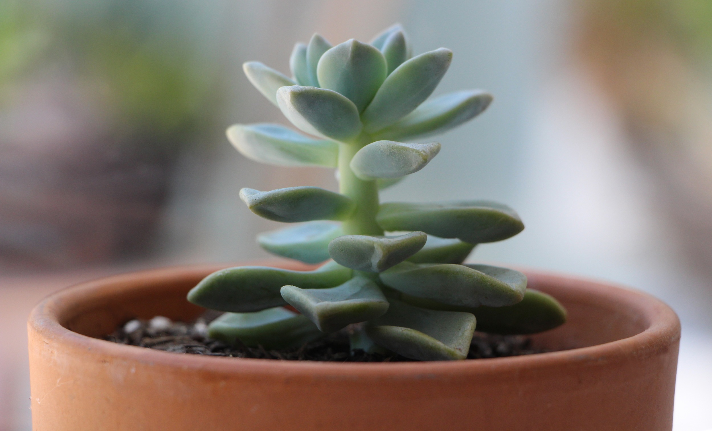 Notice the long stem and widely space leaves.